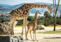 Famille de girafes