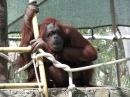 Orang-outan au zoo de Phoenix