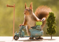 Écureuil roux avec une moto