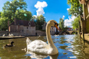 Swan in a Canal in Bruges, Belgium