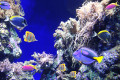 Scène sous-marine avec des poissons tropicaux