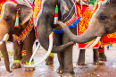 Elephants décorés en Thaïlande