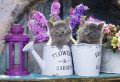 Chatons et fleurs