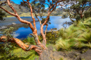 Arbre à papier au Parc National de Cajas, Ecuador