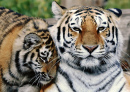 Un tigre Sibérien et sa femelle