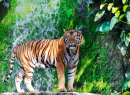 Tigre du Bengale près de la cascade