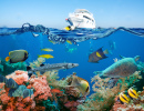 Tropical Fish and Coral Reef, Red Sea