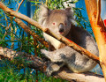 Koala en Australie