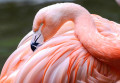 Gros plan d'un Flamand Rose