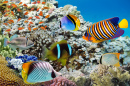 Recif de corail et poissons tropicaux, Mer Rouge