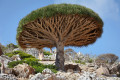 Dragonnier, Socotra, Yémen