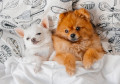 Bébé Poméranien et petit Chihuahua