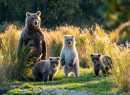 Une ourse brune d'Alsaka avec ses petits