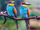 Couple d'oiseaux colorés