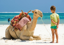 Un enfant et un chameau sur la plage