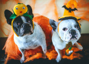 Bulldogs en costumes d'Halloween