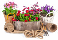 Fleurs de printemps et outils de jardin