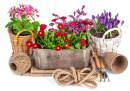Fleurs de printemps et outils de jardin