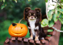 Chihuahua avec une citrouille sculptée