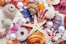 Coquillages de mer et perles
