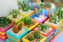 Cactus dans des pots colorés