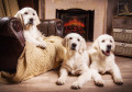 Chiots Golden Retriever
