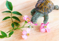 Figurine Tortue