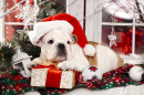 Chiot Bulldog à Noël