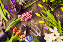 Fleurs et outils de jardin
