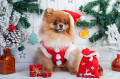 Pomeranien en habit de Père Noël
