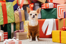 Chihuahua et des cadeaux
