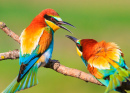 Oiseaux colorés