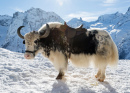 Un Yak sauvage dans la neige