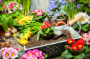 Outils de jardinage et fleurs