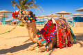 Chameau de Hurghada, Egypte