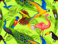 Oiseaux tropicaux