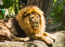 Lion mâle Africain