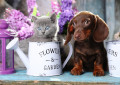 Chiot Dachshund et chaton Ecossais