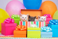 Chatons de fête