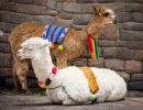 Lamas et Alpagas à Cusco, Pérou