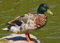 Rencontrez M. Mallard