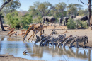 Point d'eau Talamati, Parc National de Kruger, Afrique du Sud