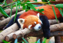 Panda roux dormant dans un arbre