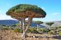 Arbres Dragon, Ile de Socotra, Yémen