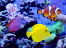 Aquarium avec des coraux