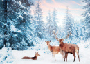 Family of Noble Deer in a Winter Forest