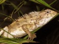 Lézard caméléon