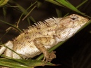 Lézard caméléon