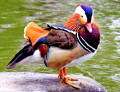 Canard mandarin