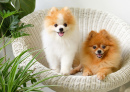 Deux Pomeranian